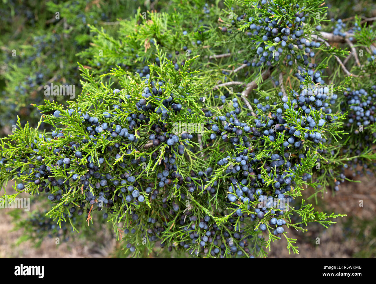 Southern Red Cedar branch displaying young foliage with mature fleshy blue cones 'Juniperus silicicola' . Stock Photo