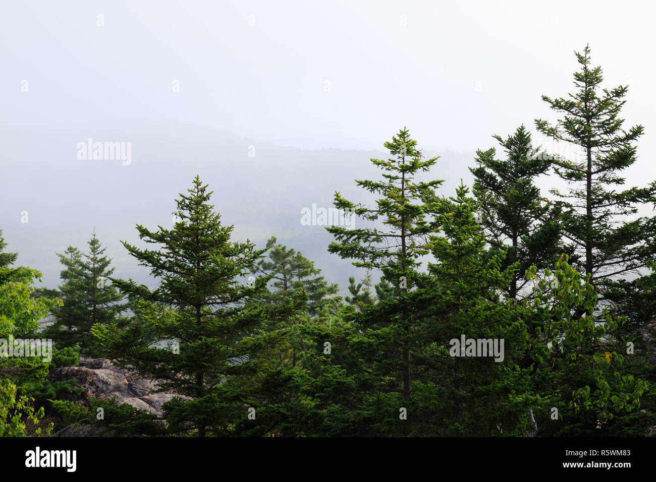 Beautiful green pine trees with mountains in the distance during a