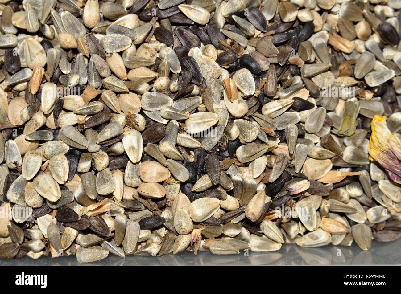Sunflower seeds garden hi-res stock photography and images - Alamy