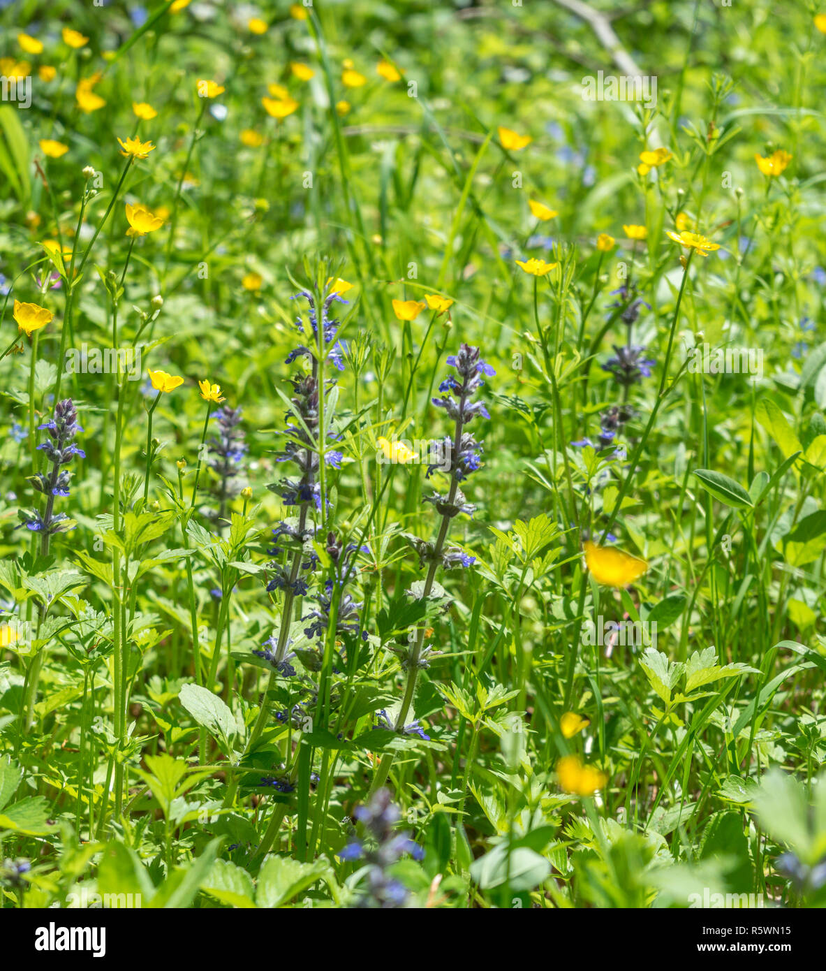 Wildflower Corridor High Resolution Stock Photography and Images - Alamy