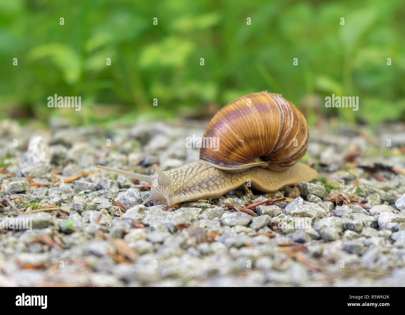 grapevine snail Stock Photo