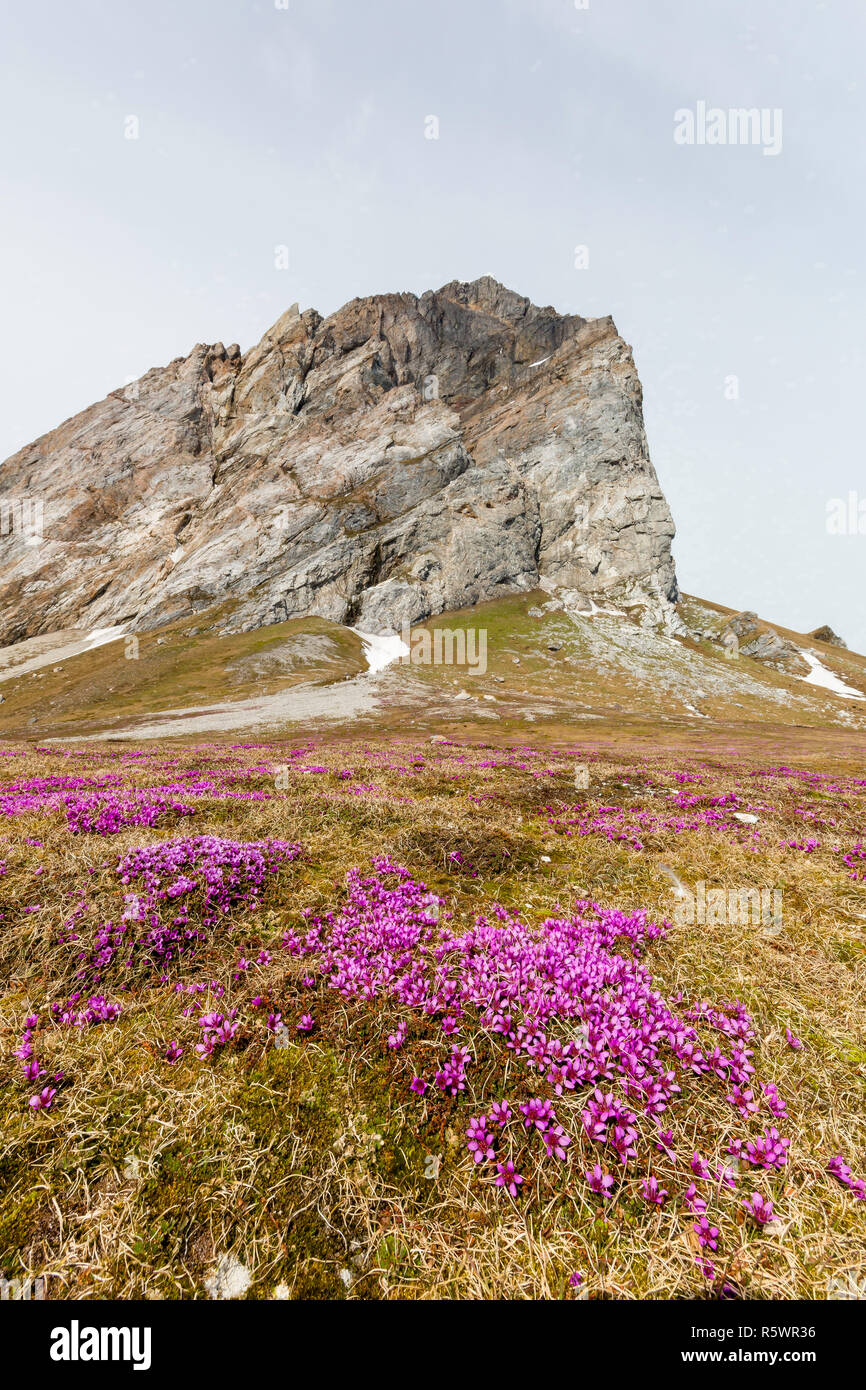 Purple saxifrage flowering at the base of Gnålnodden, Hornsund, Spitsbergen, Norway. Stock Photo