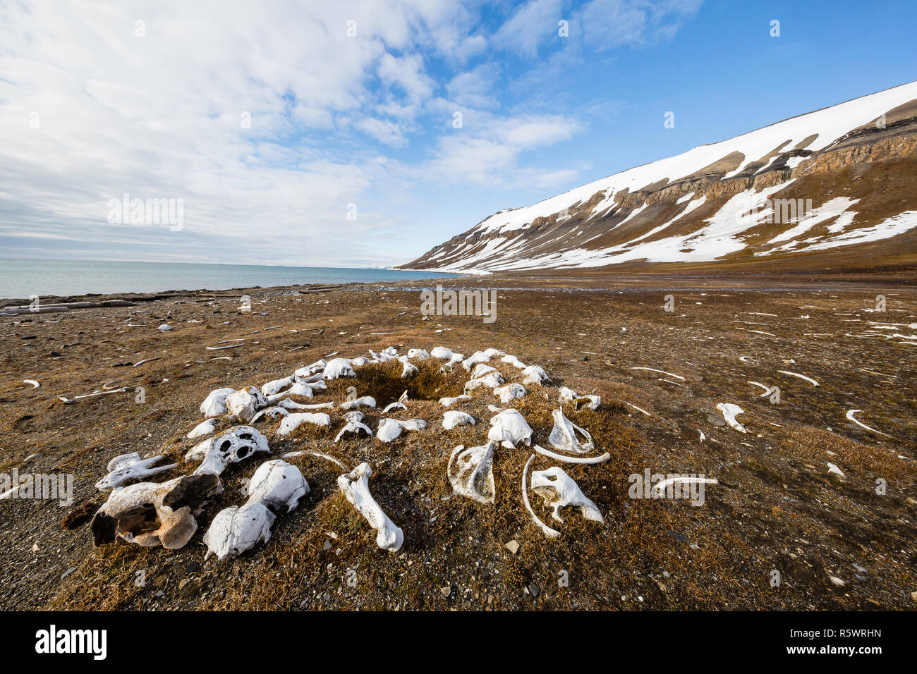 Strewn bones of the Atlantic walrus, Odobenus rosmarus rosmarus, from hunting at Kapp Lee, Edgeøya, Norway. Stock Photo