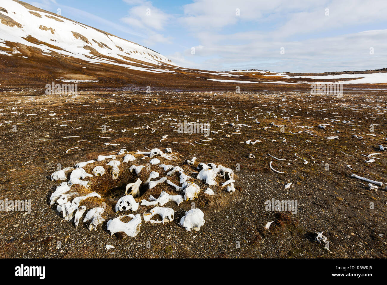 Strewn bones of the Atlantic walrus, Odobenus rosmarus rosmarus, from hunting at Kapp Lee, Edgeøya, Norway. Stock Photo