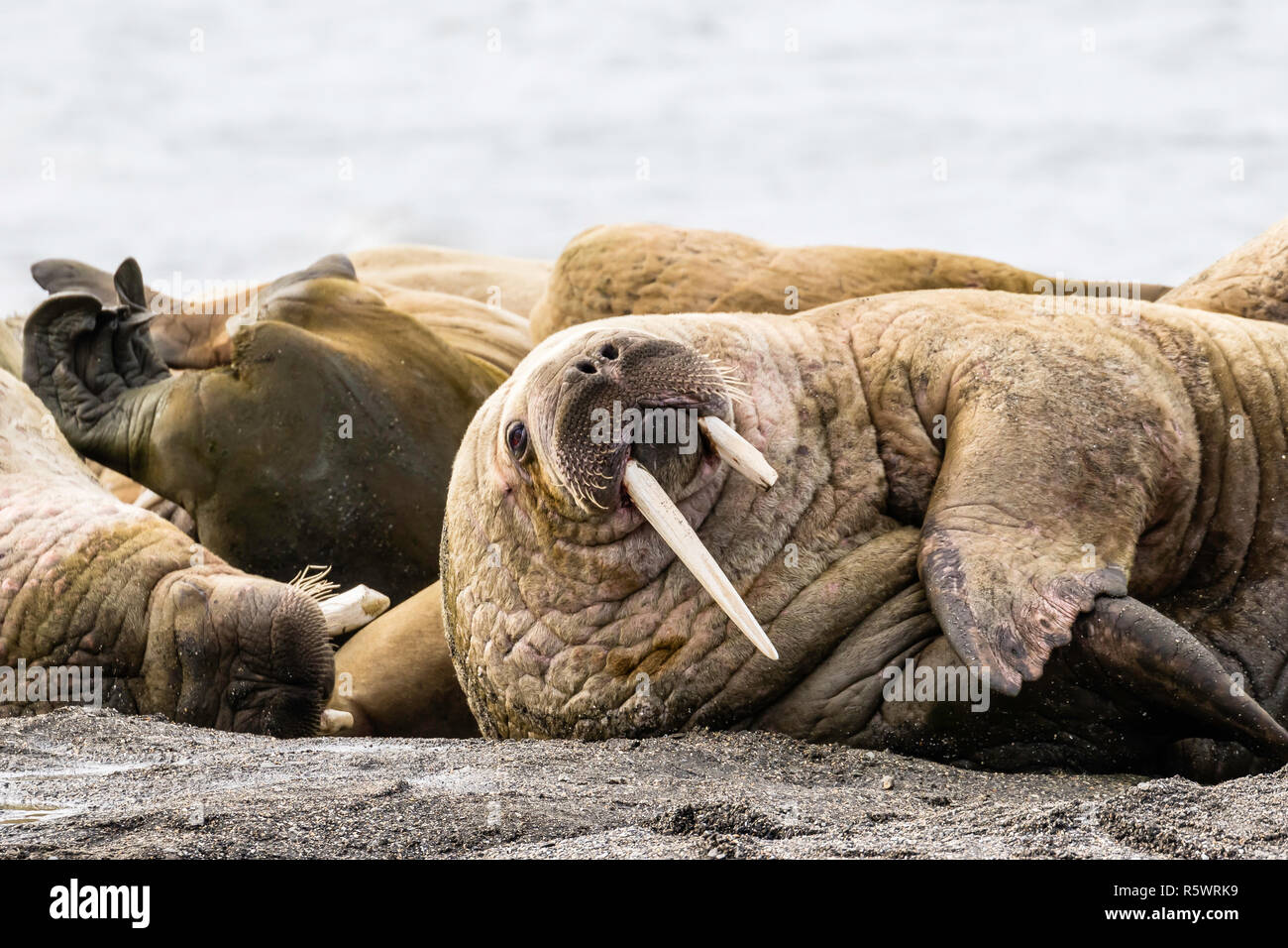 Atlantic walrus sunning on beach, Odobenus rosmarus rosmarus, Kapp Lee, Edgeøya, Svalbard Archipelago, Norway. Stock Photo