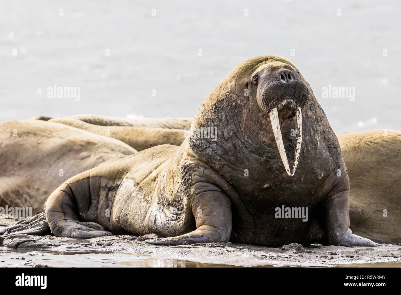 Adult bull Atlantic walrus, Odobenus rosmarus rosmarus, Kapp Lee, Edgeøya, Svalbard Archipelago, Norway. Stock Photo