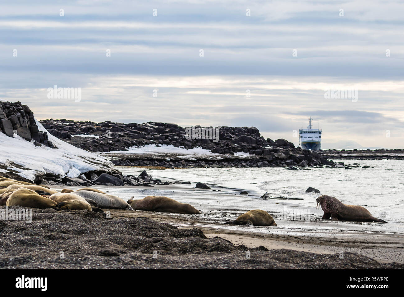 Adult male Atlantic walrus, Odobenus rosmarus rosmarus, with National Geographic Explorer at Kapp Lee, Edgeøya, Svalbard, Norway. Stock Photo