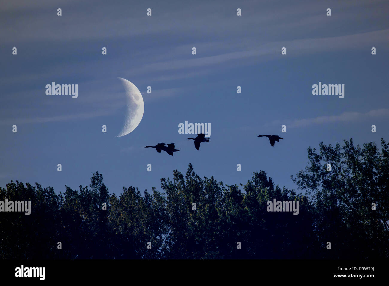 A small group of Canada Goose (Branta canadensis) flying in late evening, with the moon in the background. Granby, Quebec, Canada. Multi layered image Stock Photo