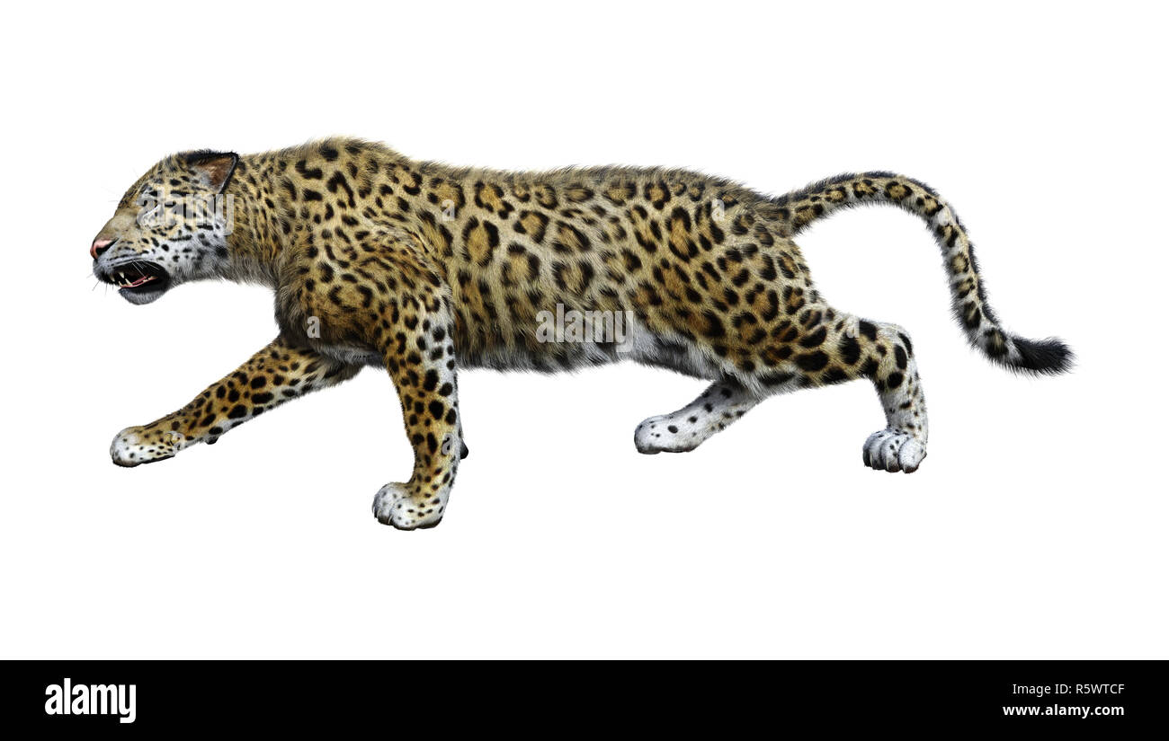 Jaguar stalking isolated hi-res stock photography and images - Alamy