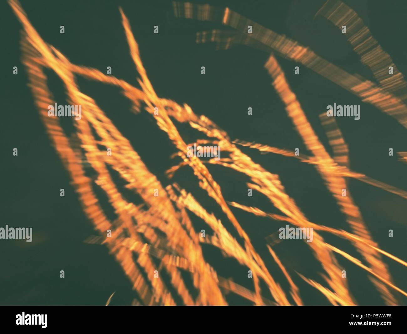 Reeds Stalks In Blurred Movement Picture For Background Contrast Of