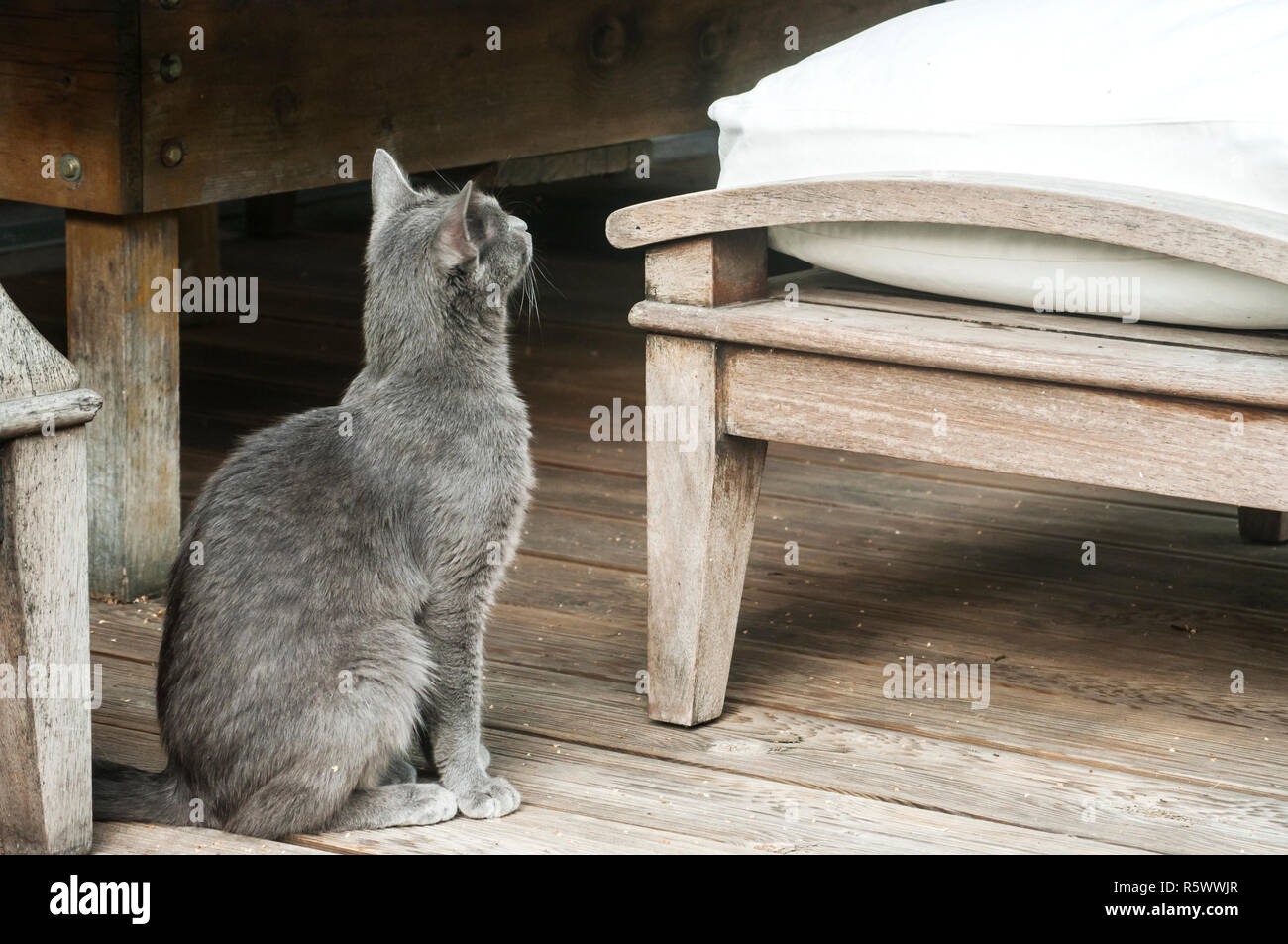 Young female gray cat among vintage rustic home garden furniture Stock ...