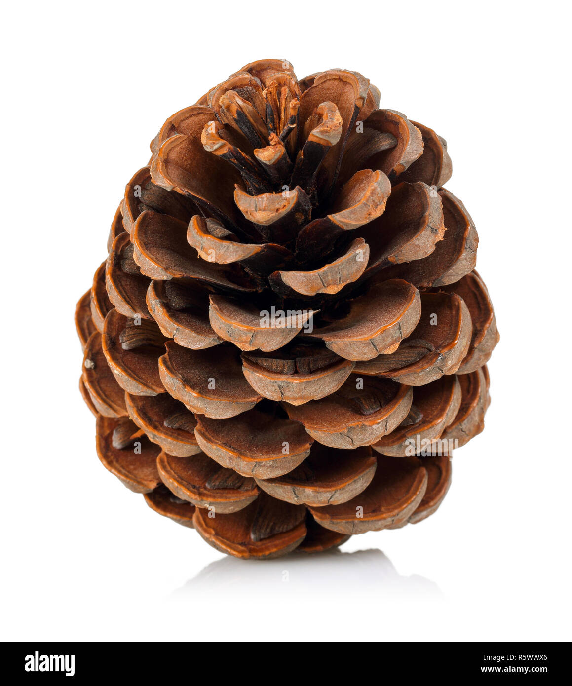 Pine cone isolated on white background Stock Photo - Alamy