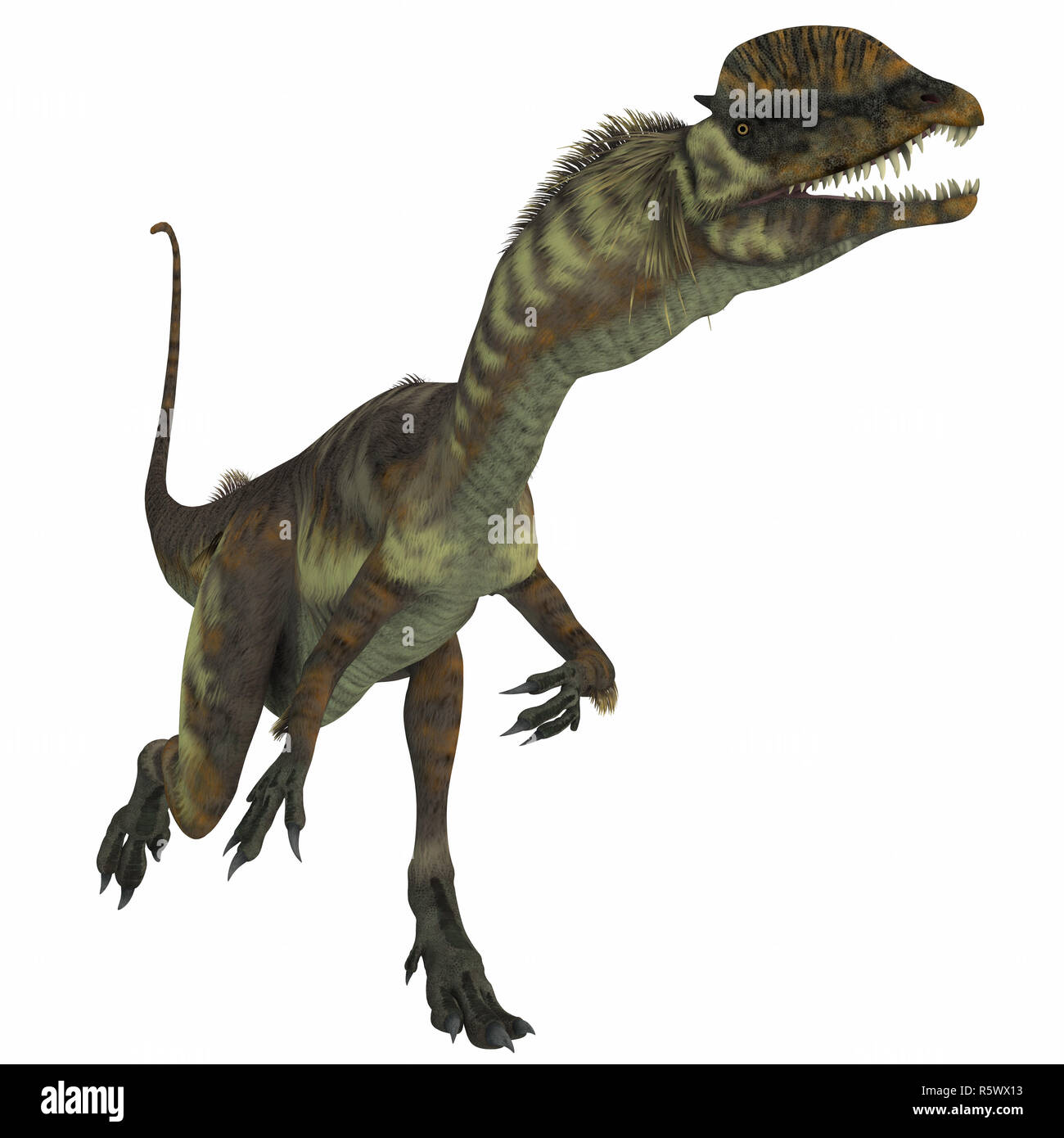 Dilophosaurus Dinosaur over White Stock Photo