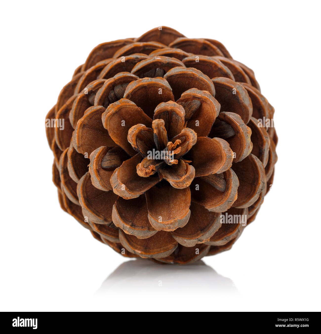 Pine cone isolated on white background Stock Photo - Alamy
