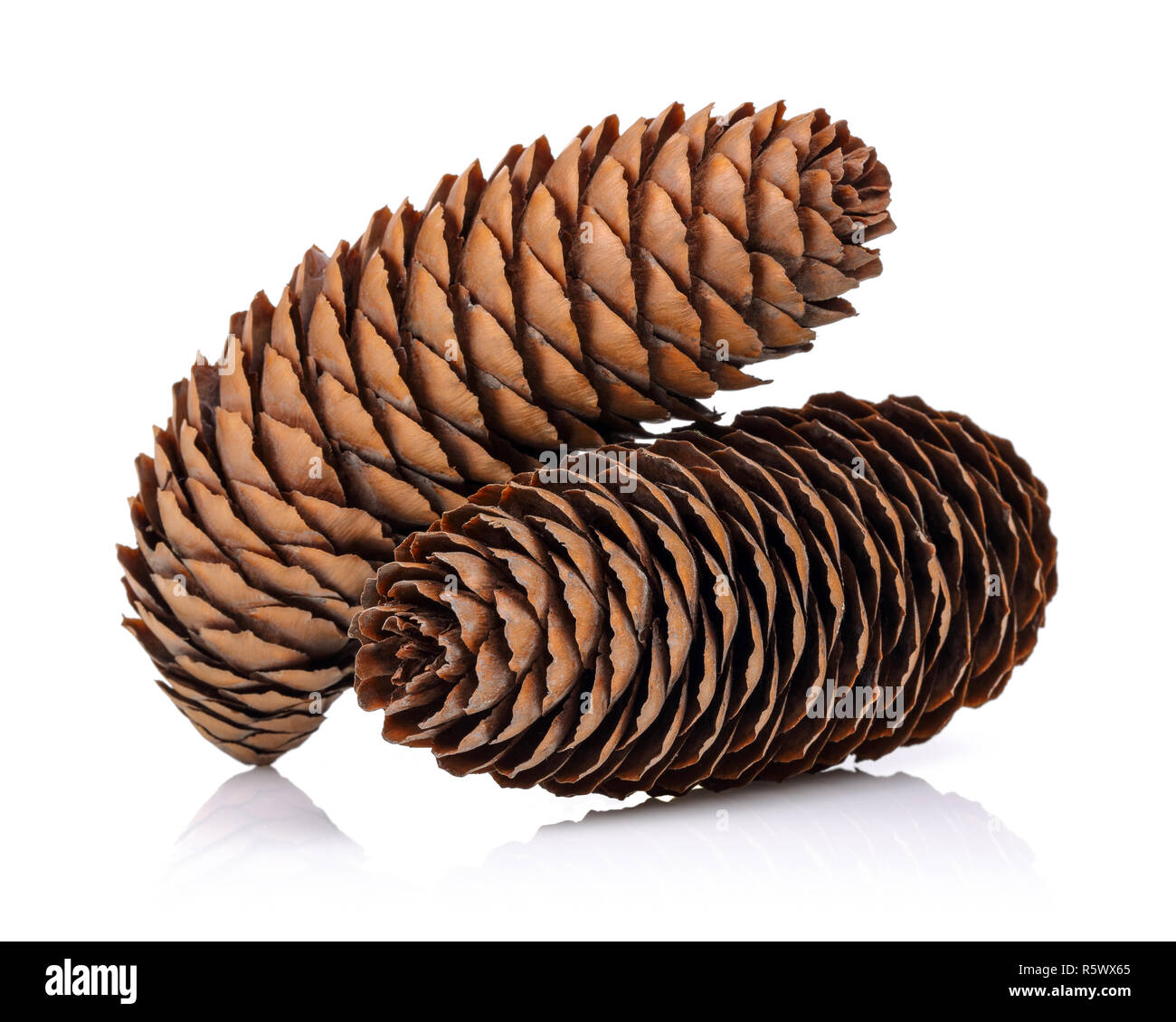 Pine cones isolated on white background Stock Photo - Alamy
