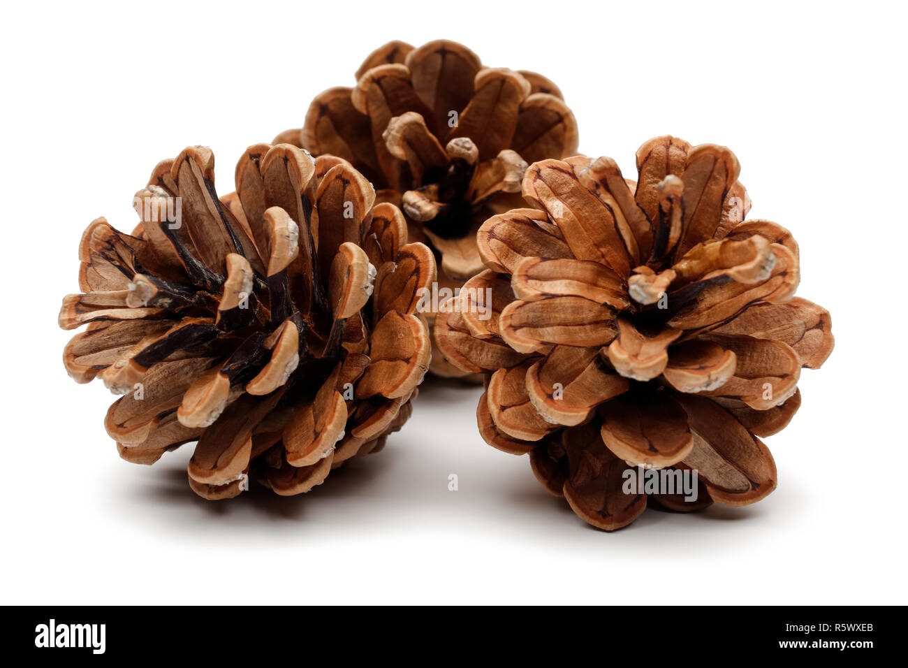 Pine cones isolated on white background Stock Photo