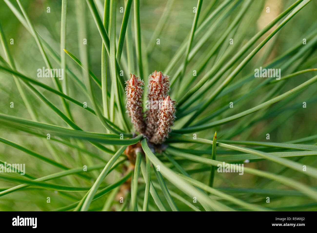 Brown pine cones among green pine leaves Stock Photo