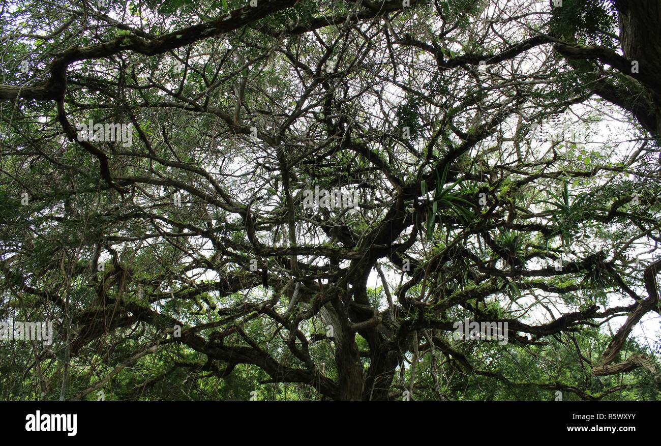 The trees in the jungle Stock Photo Alamy