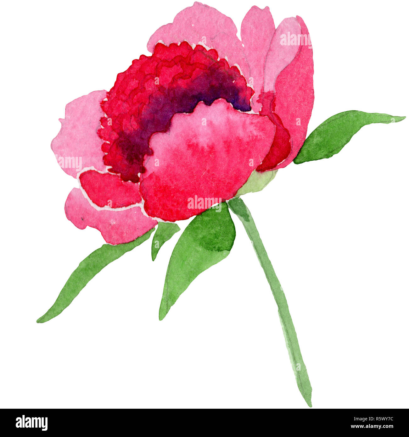 Pink peony flower with green leaf. Isolated peony illustration element ...