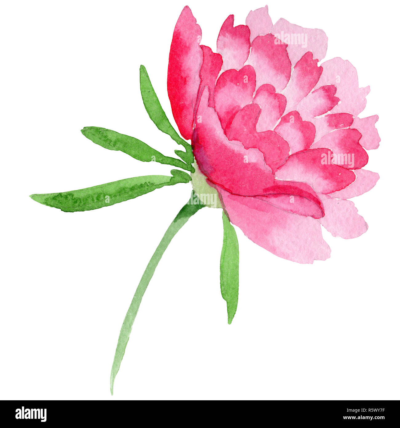 Pink peony flower with green leaf. Isolated peony illustration element ...