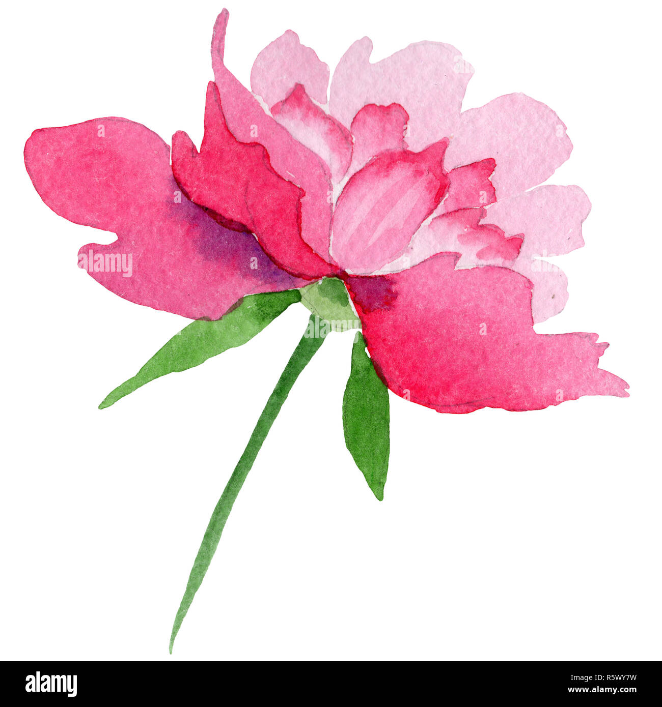 Pink peony flower with green leaf. Isolated peony illustration element ...