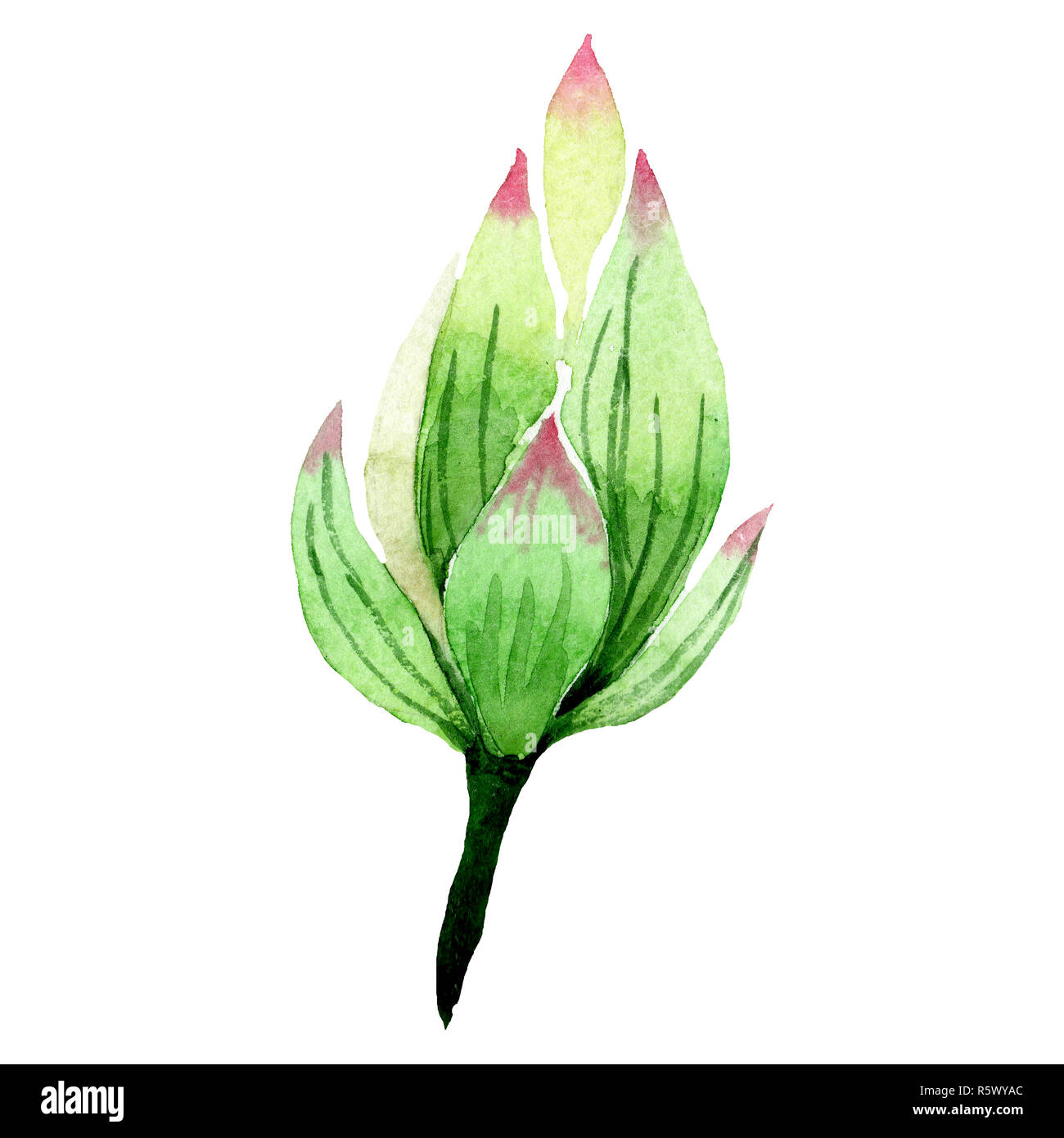 White lotus bud. Floral botanical flower. Watercolor background illustration set. Isolated bud illustration element. Stock Photo