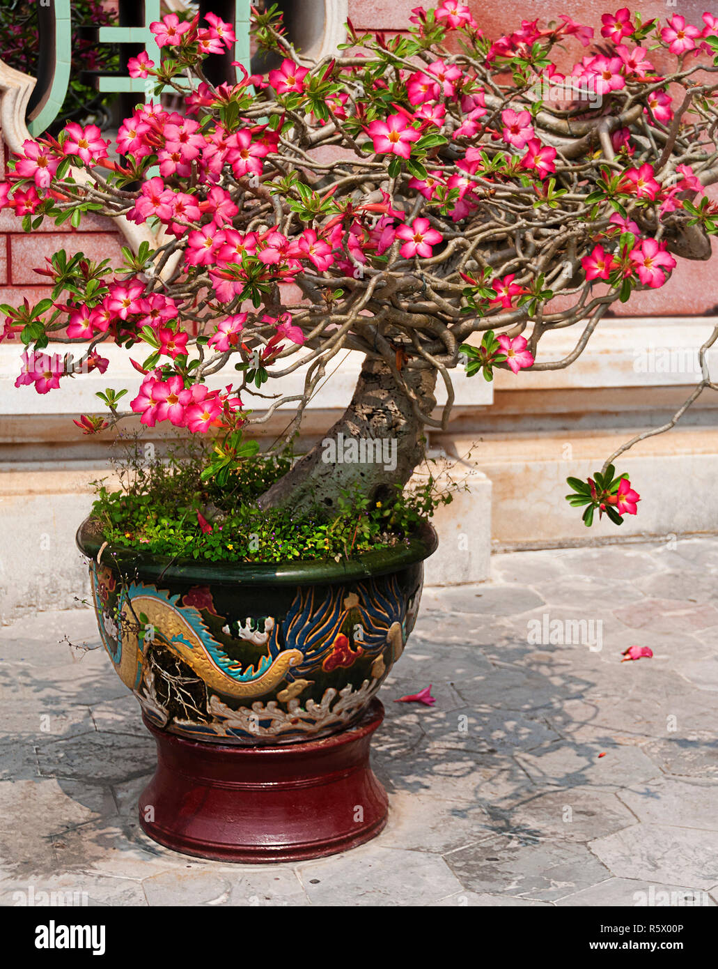 Flowering bonsai tree in traditional chinese style pot growing outdoors - Hoi An, Vietnam Stock Photo