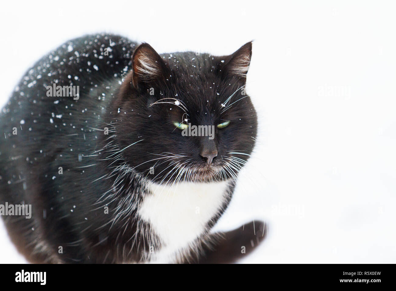 black cat in a winter day on white snow Stock Photo