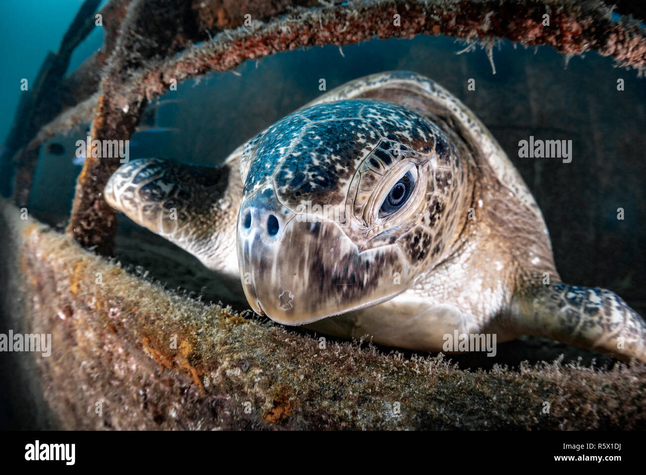 Turtle on the Fang Ming Wreck, La Paz, Baja California Sur, Mexico Stock Photo
