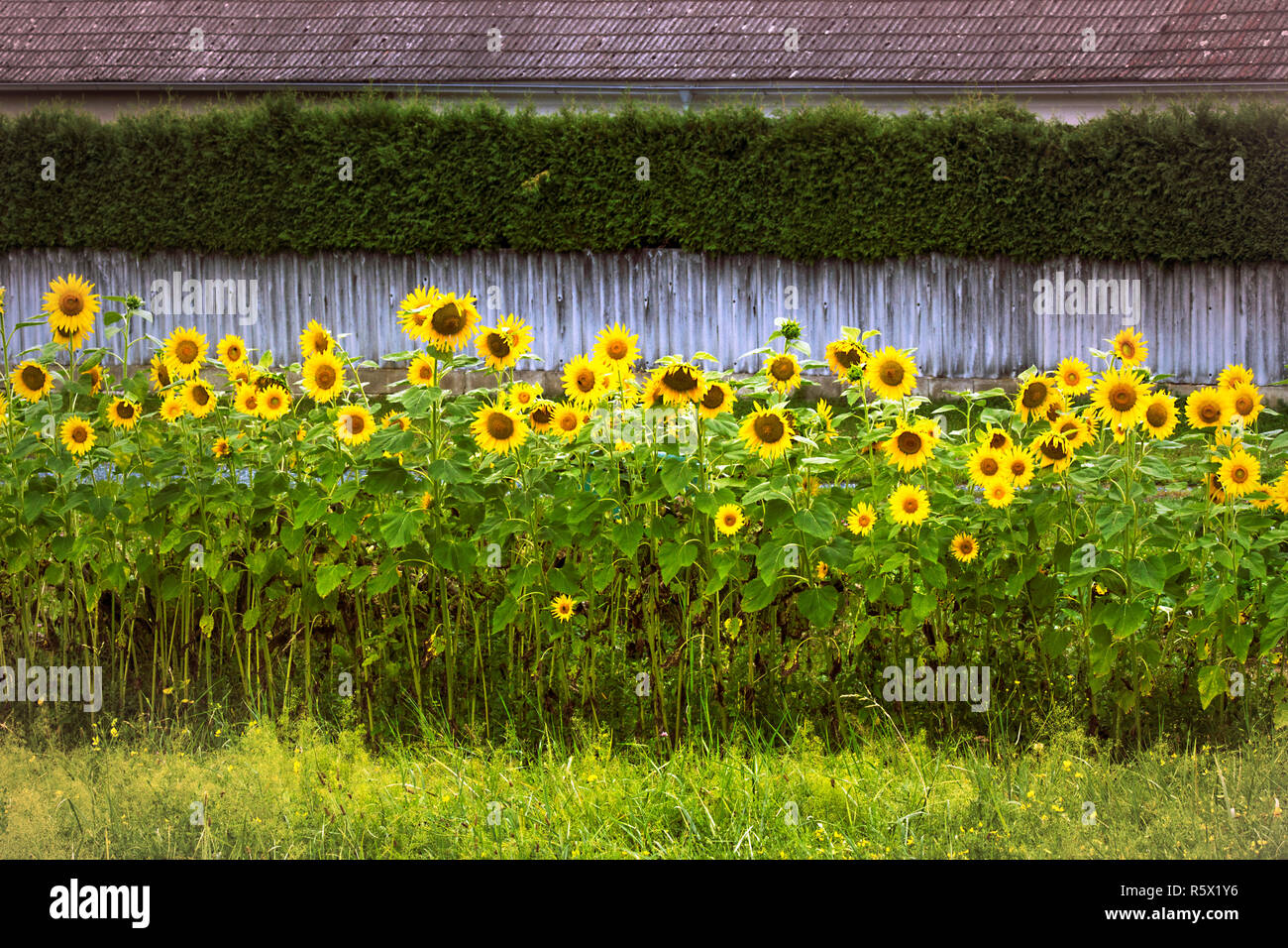 Raw of blooming garden sunflowers against the background of the wooden fence and hedge. Blossom rural garden Austria. Countryside. Stock Photo