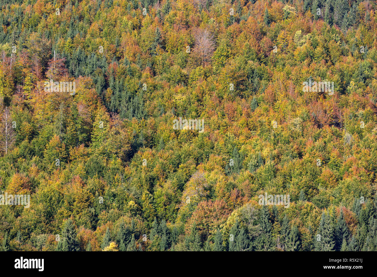 colorful colored autumn forest,format filling Stock Photo