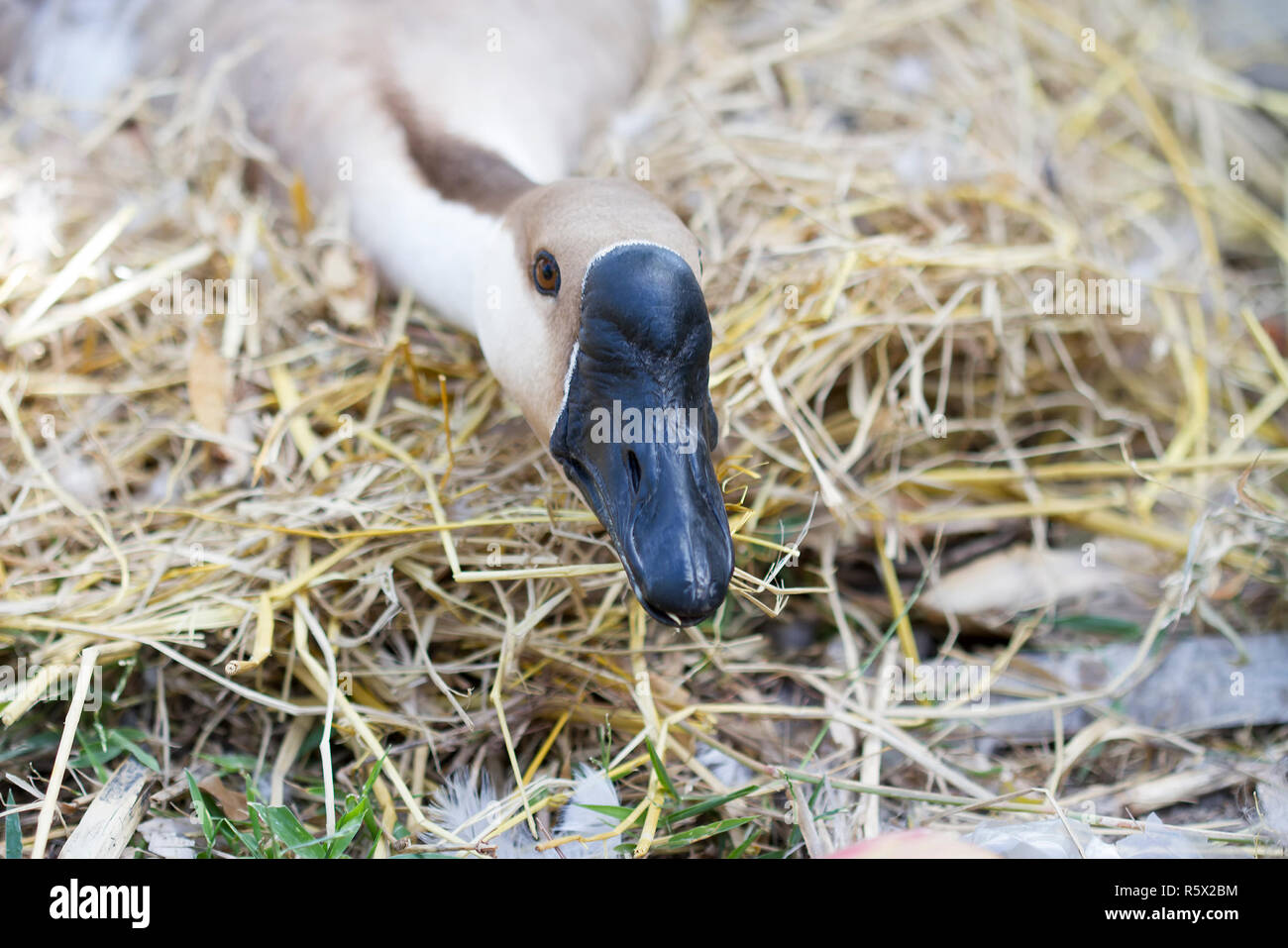 Goose hatch eggs in goose's nest Stock Photo Alamy