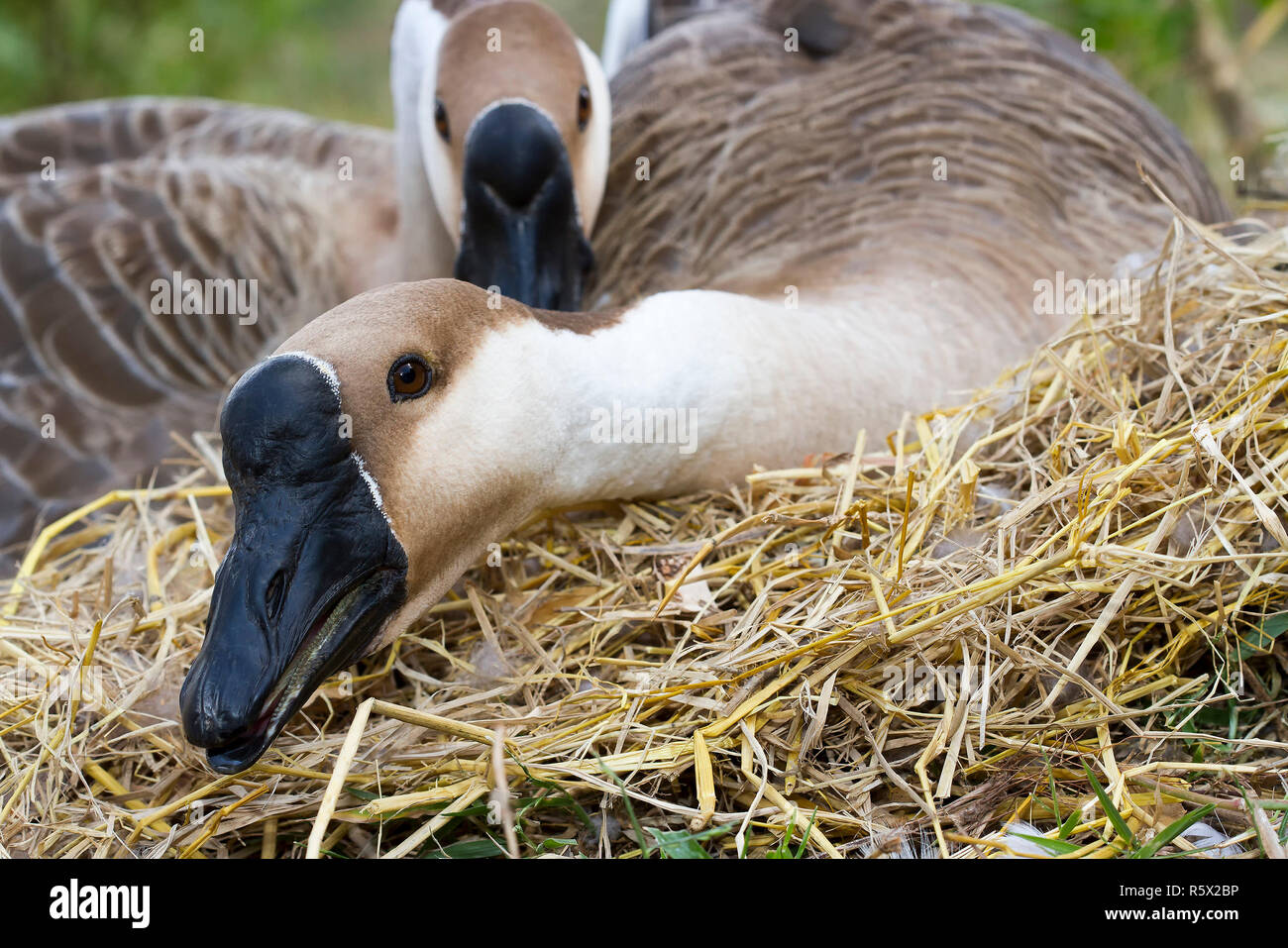 Goose hatch eggs in goose's nest Stock Photo Alamy