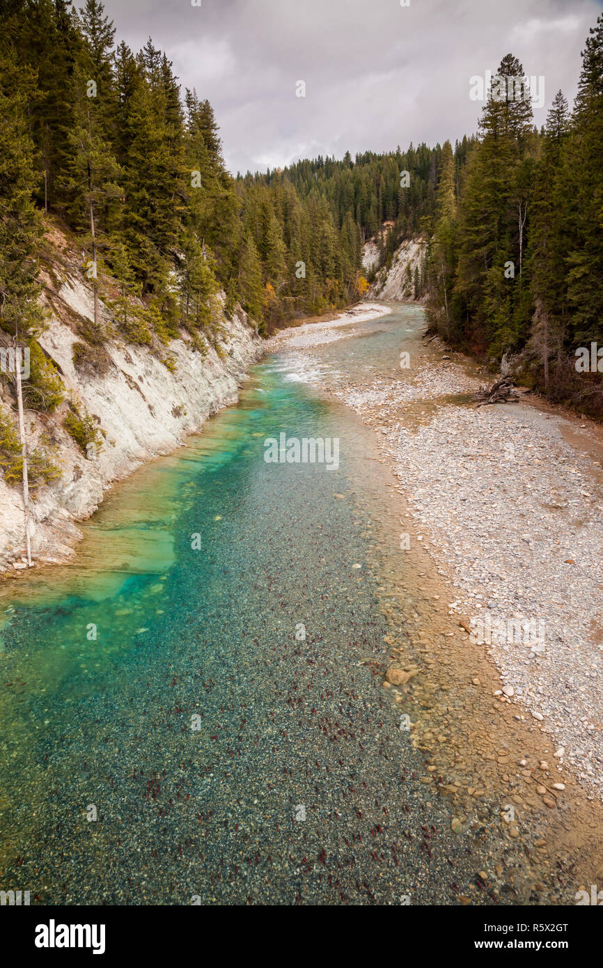 An aerial view of a river in British Columbia full of migrating red sockeye salmon Stock Photo