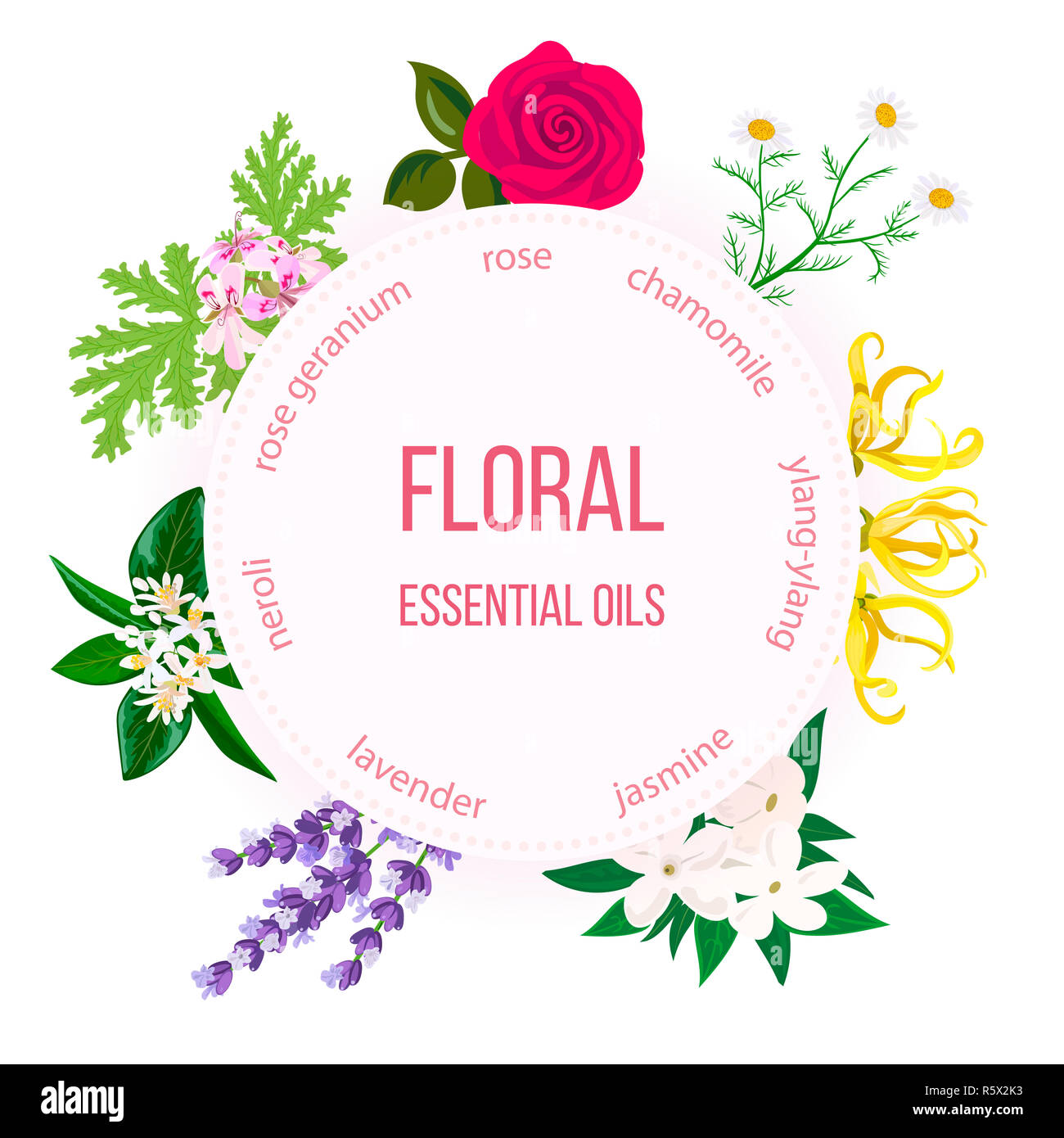 Essential oil round emblem. Rose, Chamomile, jasmine, Ylang-ylang, , neroli, Lavender, rose Geranium Stock Photo