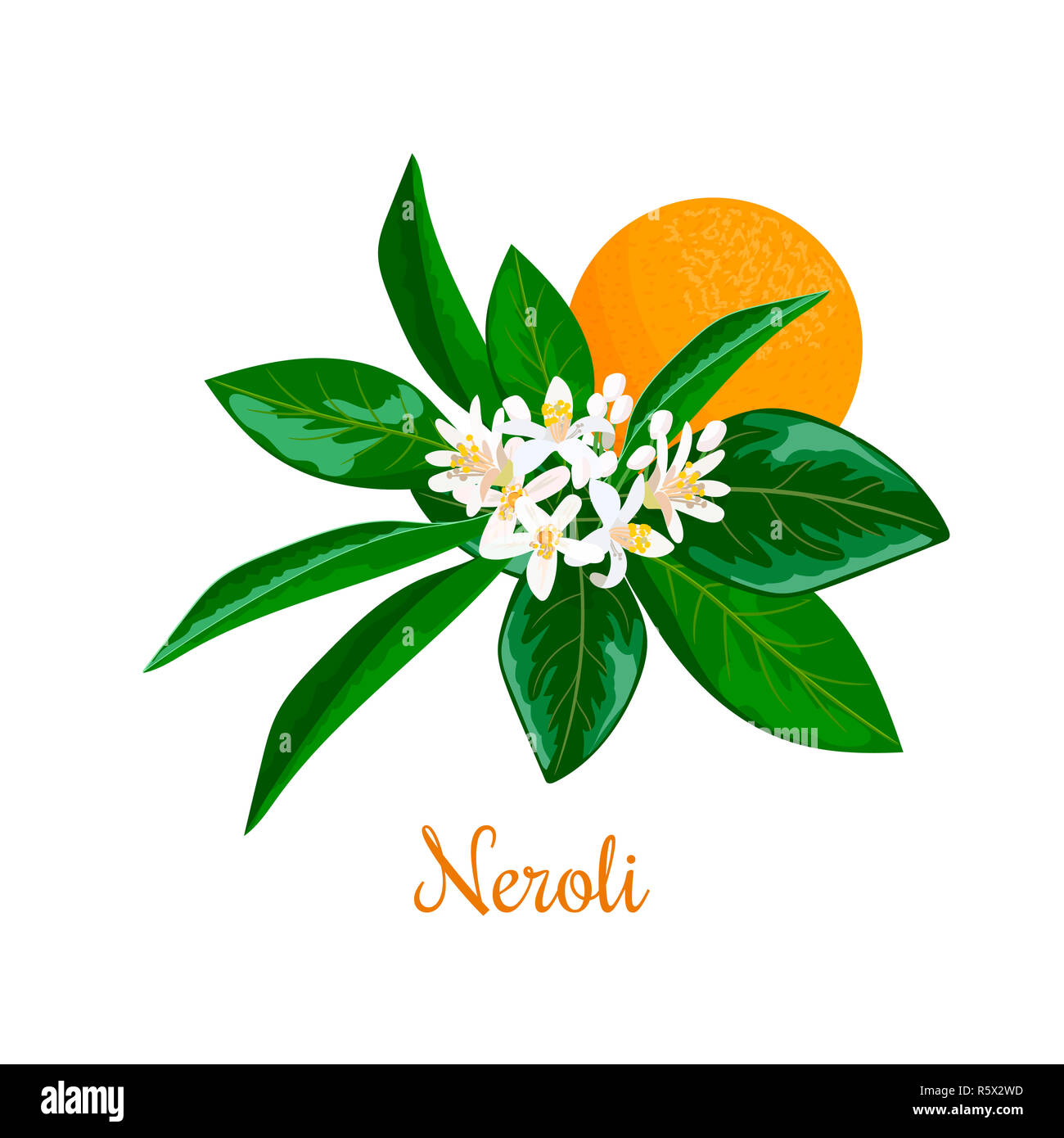 Neroli. bitter orange tree, twig, flowers and fruit Stock Photo