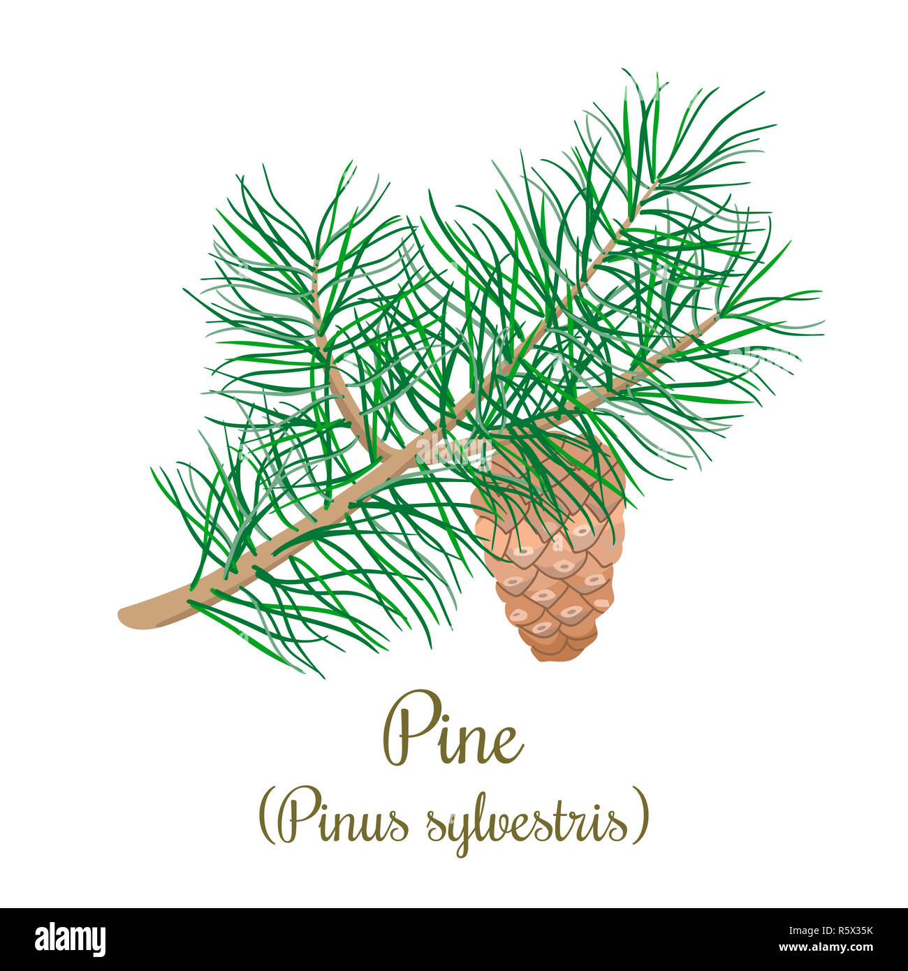 Pine tree twig with a cone. Green Branch of Pinus sylvestris Stock Photo