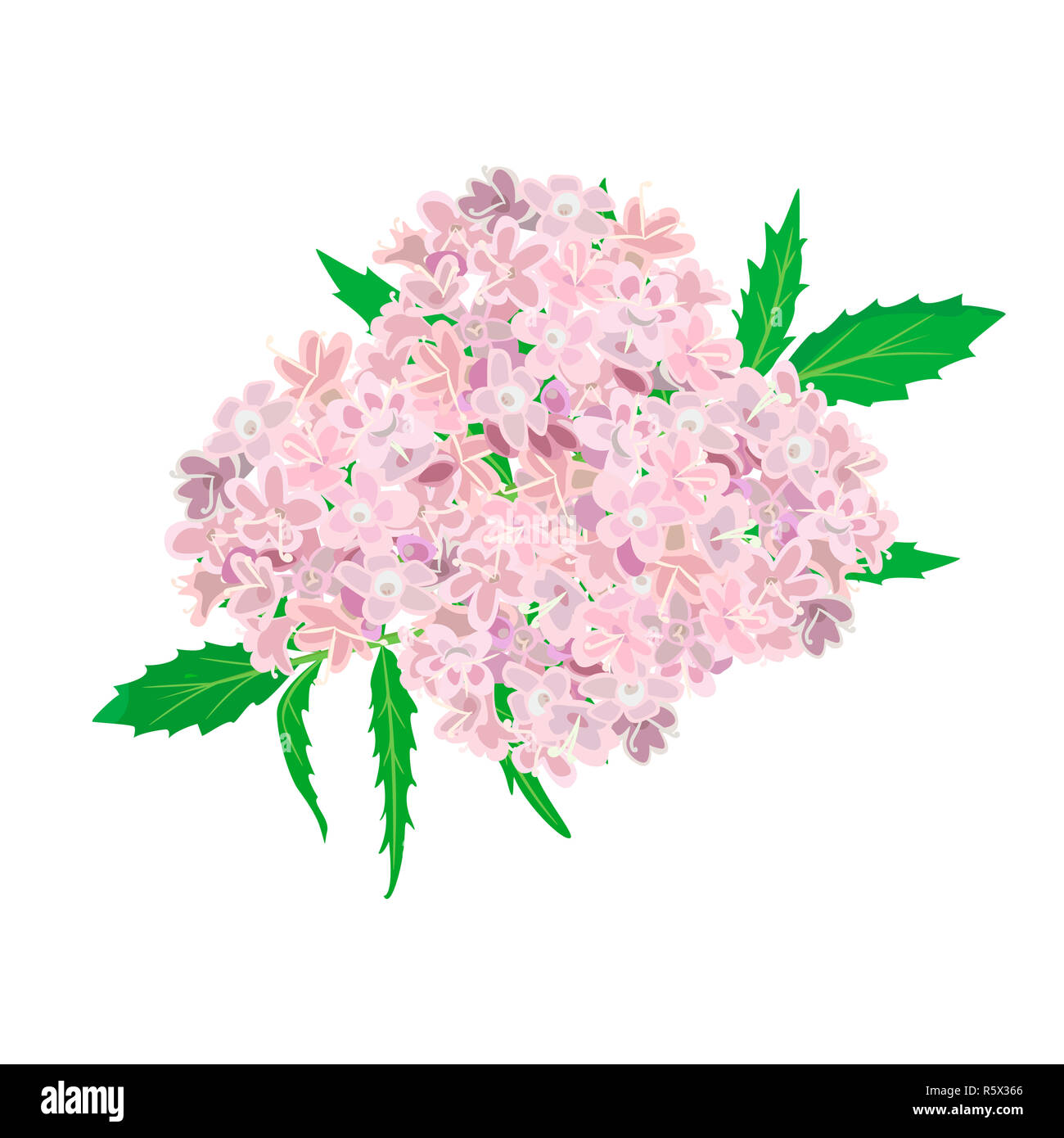 Pink Flowers isolated on white background Stock Photo - Alamy