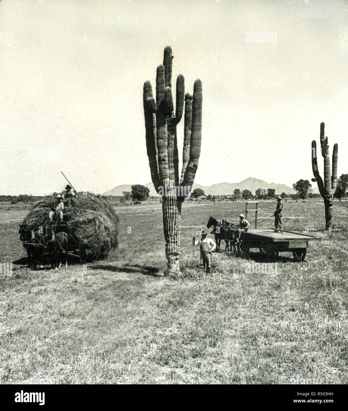 Sahuaro Cactus in middle of Alfalfa Field Sunnyslope Phoenix Arizona ca 1910 Stock Photo