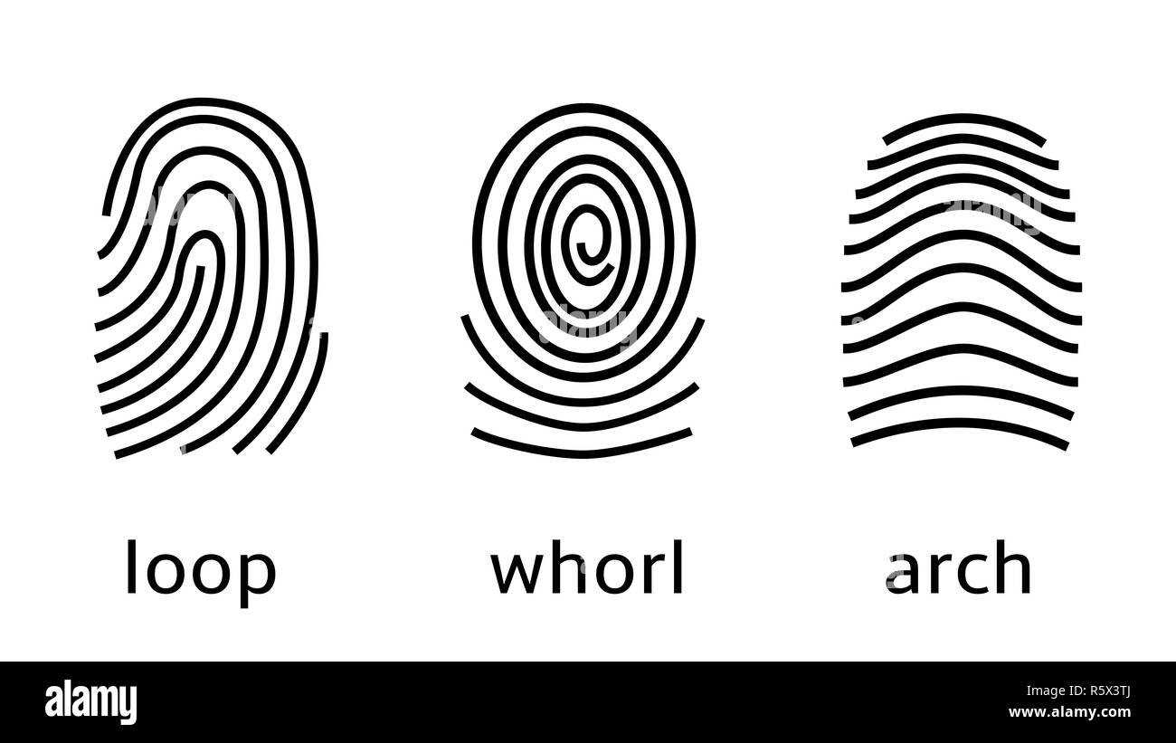 Three fingerprint types on white background. Loop, whorl, arch patterns Stock Photo