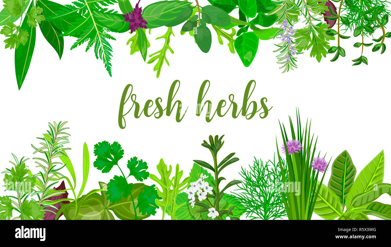 Popular Fresh Realistic herbs and flowers. logo label set. green silhouettes. Stock Photo