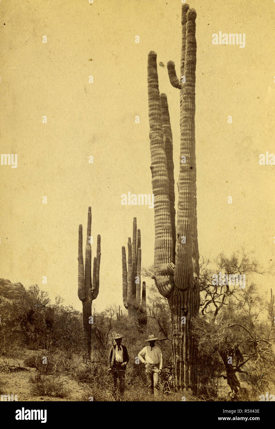 Men with huge sahuaro cactus, Arizona Territory ca 1885 Stock Photo
