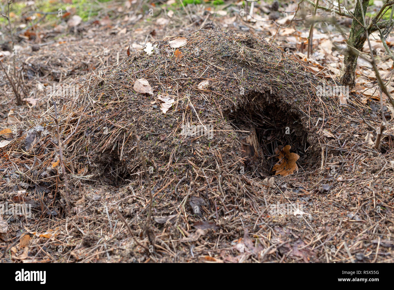 A damaged anthill by a wild boar in the forest. Abandoned place by ants. Season of the late autumn Stock Photo