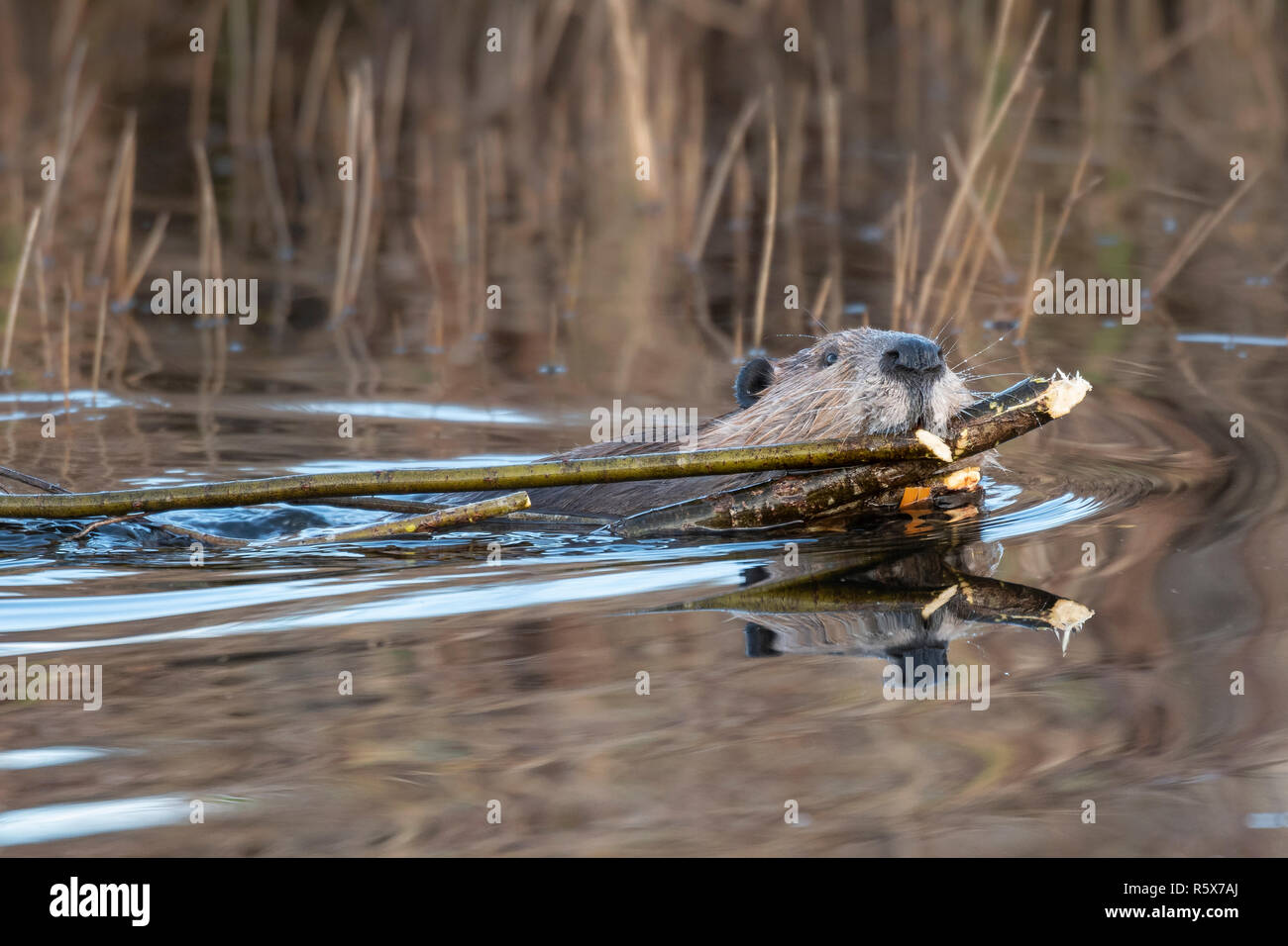 Beaver (Castor canadensis) dragging branches to add to its lodge, Autumn, WI, USA, by Dominique Braud/Dembinsky Photo Assoc Stock Photo
