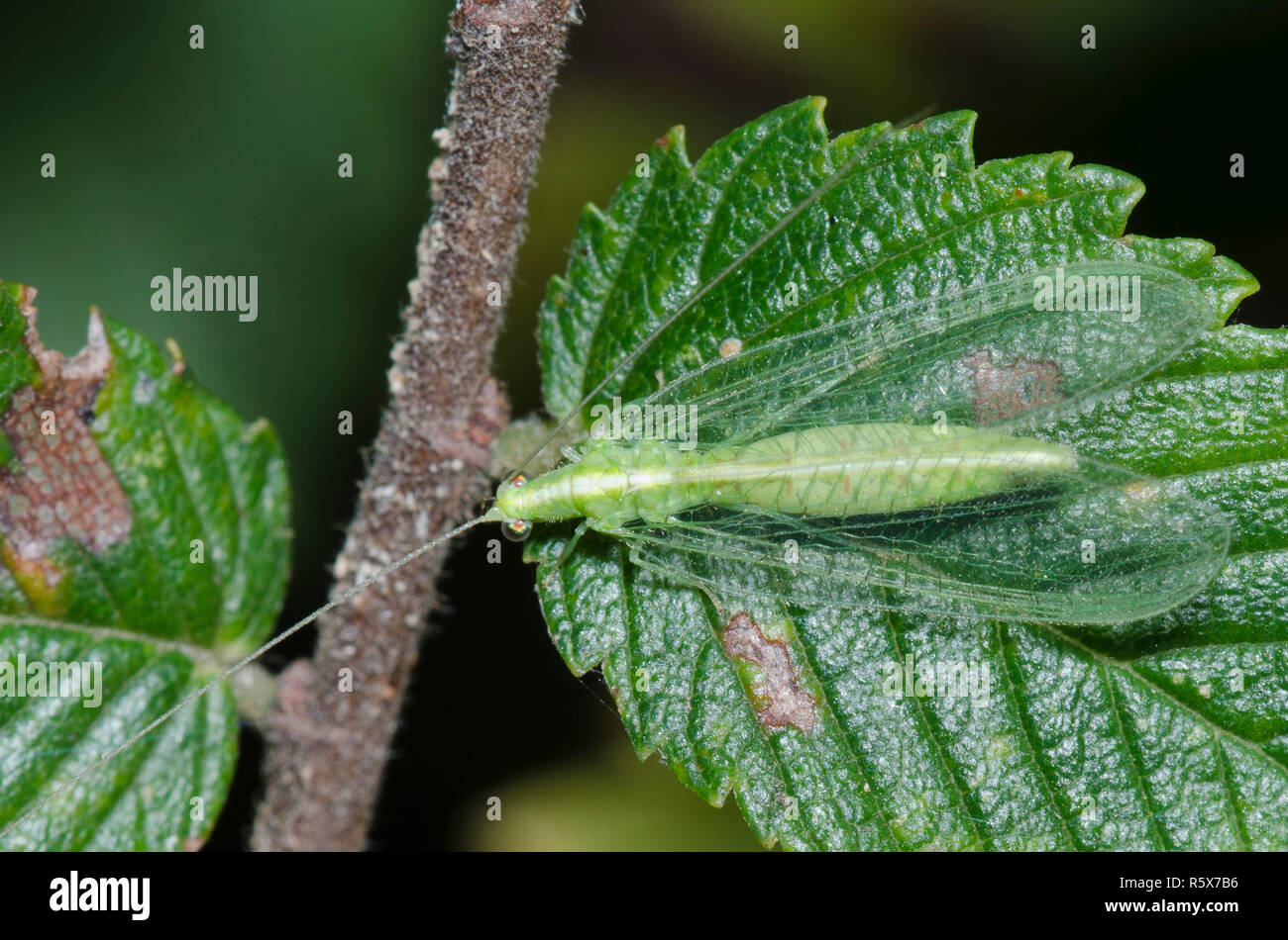 Green Lacewing, Chrysoperla sp. Stock Photo