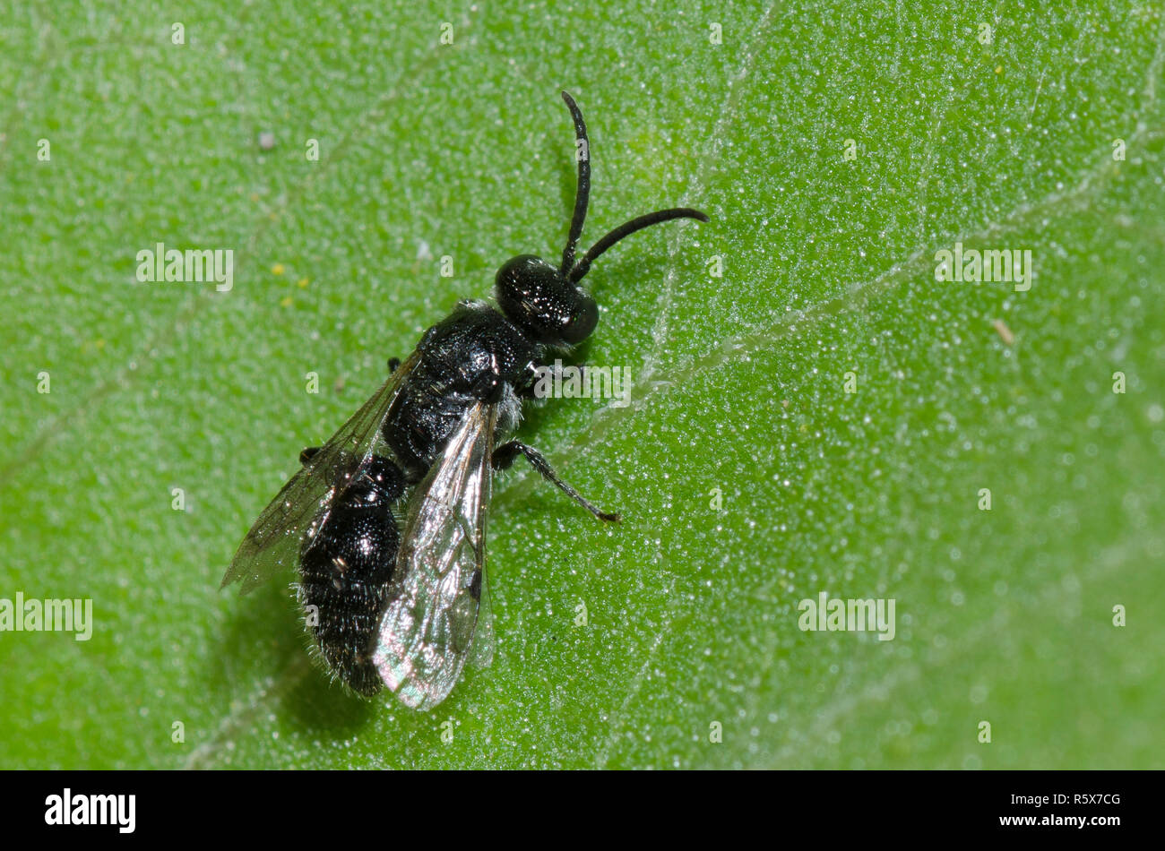 Tiphiid Wasp, Subfamily Tiphiinae Stock Photo