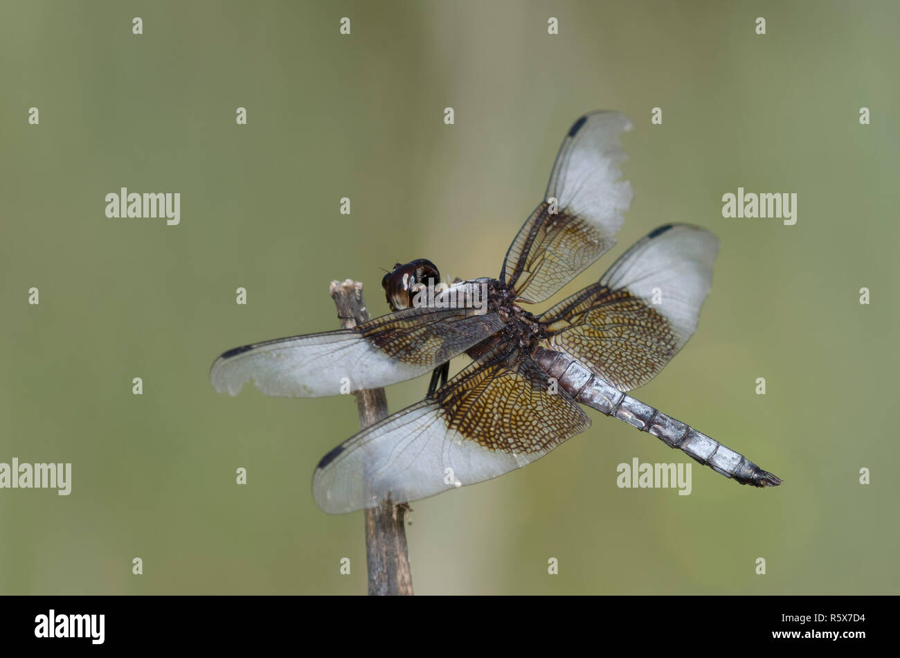 Male widow skimmer dragonfly hi-res stock photography and images - Alamy