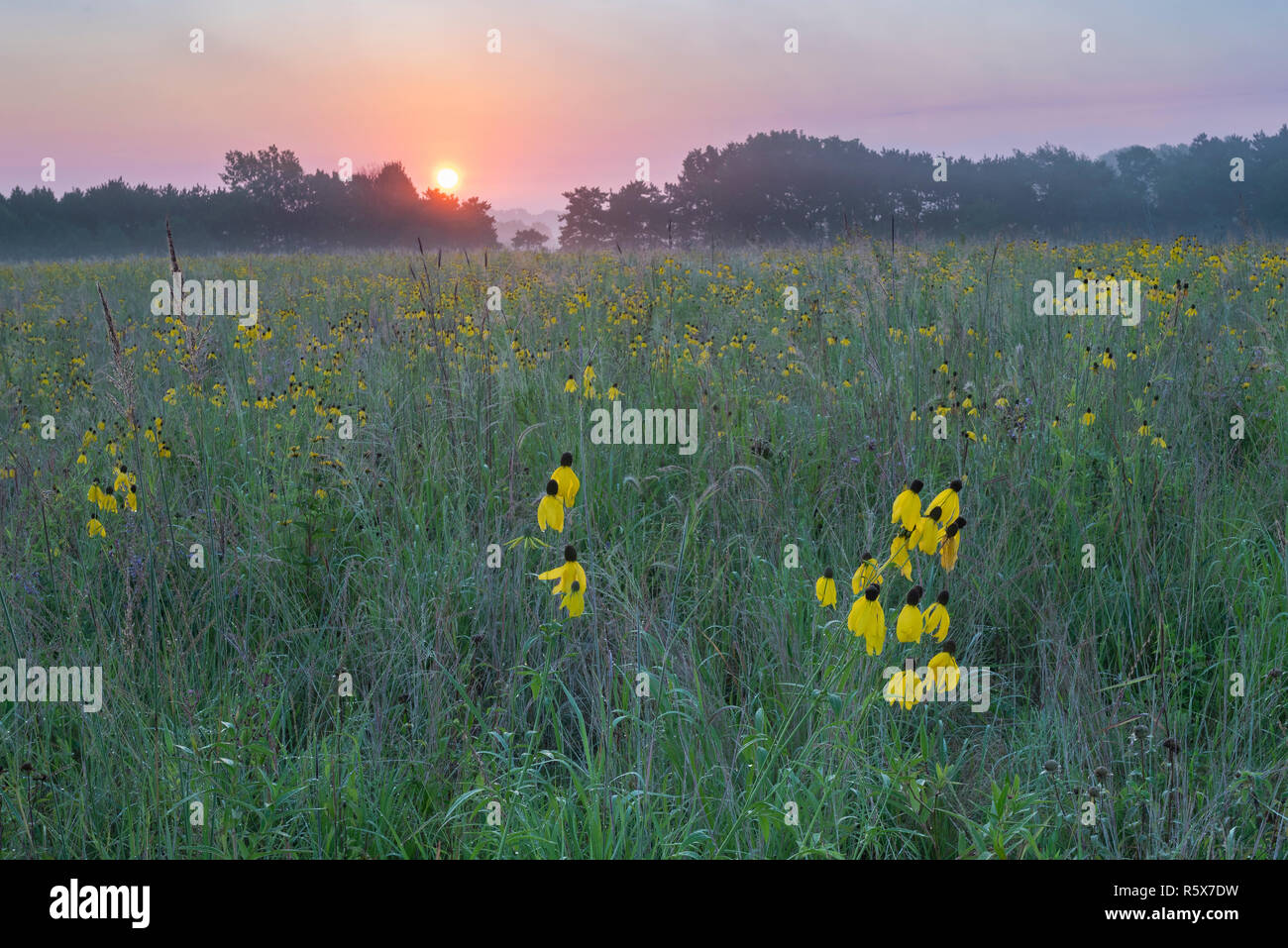 Grayheaded coneflowers (Ratibida pinnata), Prairie, August, Whitetail