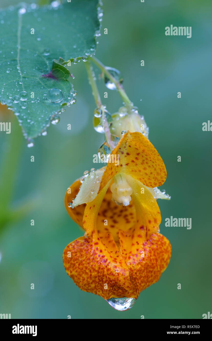 Spotted Jewelweed (Impatiens capensis), detail of flower, late Summer, MN, USA, by Dominique Braud/Dembinsky Photo Assoc Stock Photo