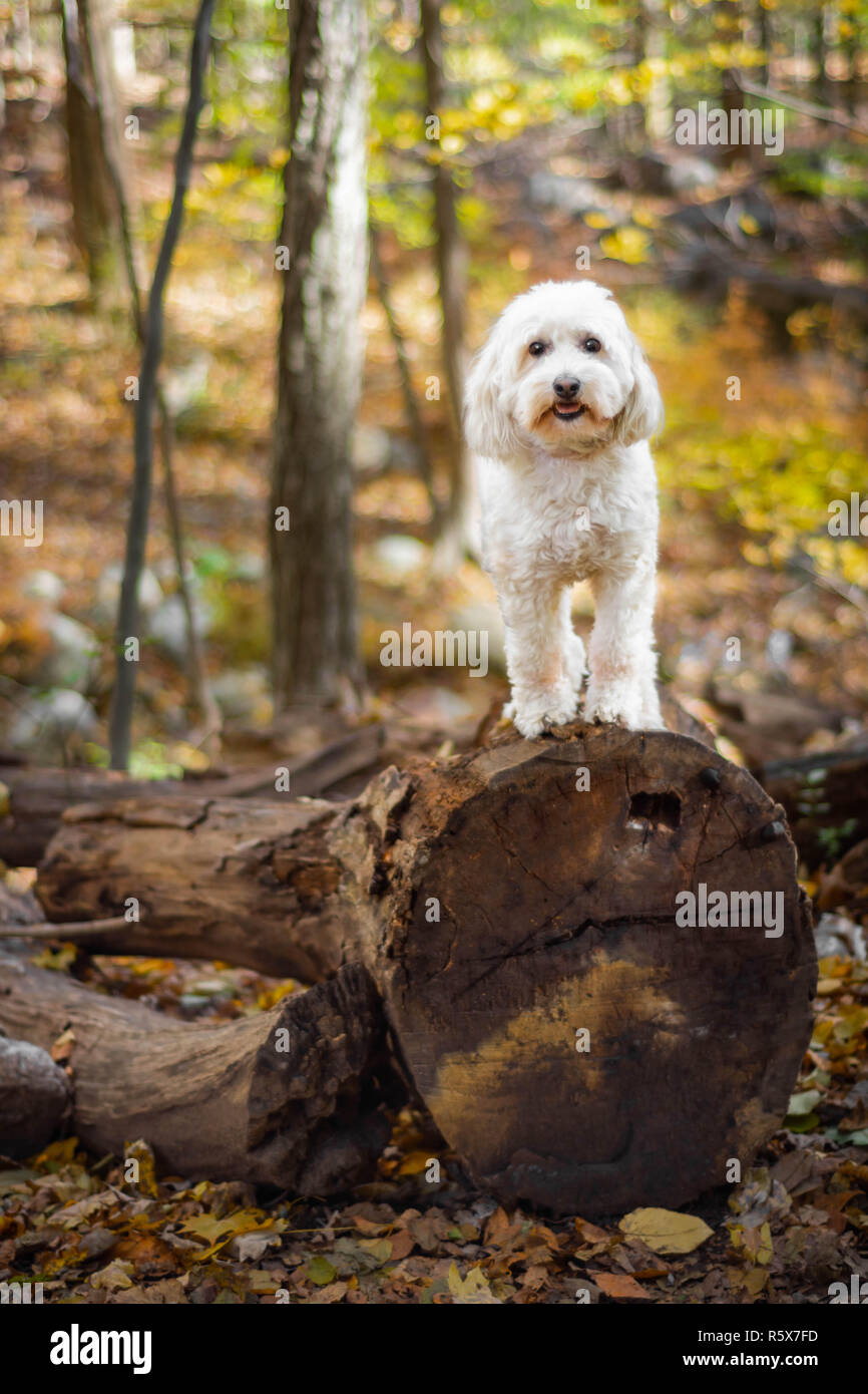 Tree trunk in woods hi-res stock photography and images - Alamy